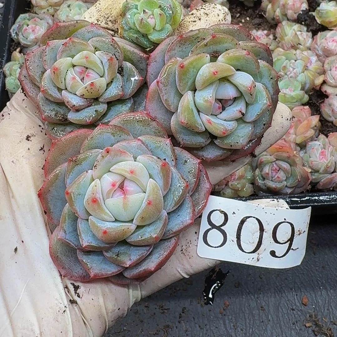 多***语多肉植物多肉植物809