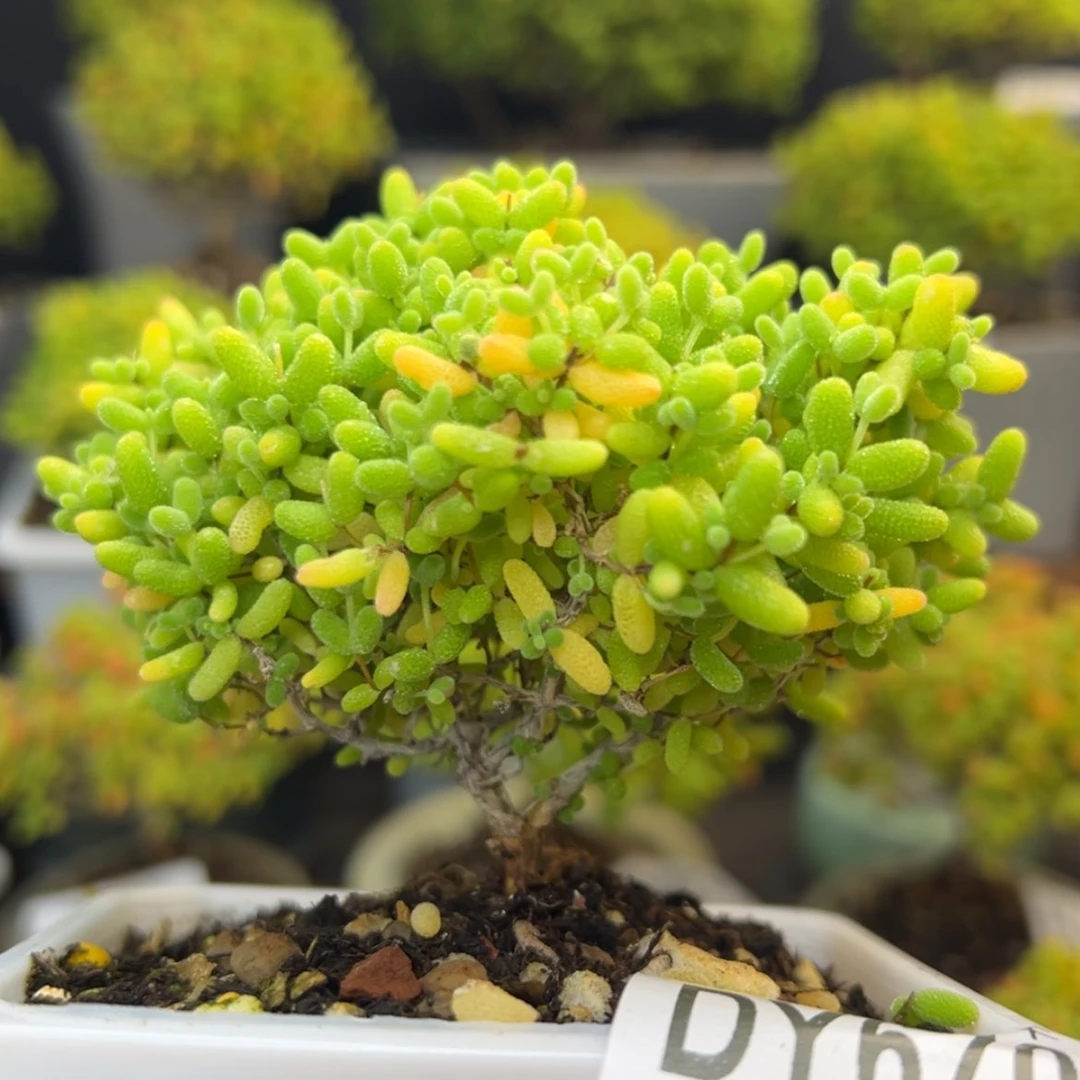 【闪购商品】dy6703精控蜜橘糖球冠幅8.5cm