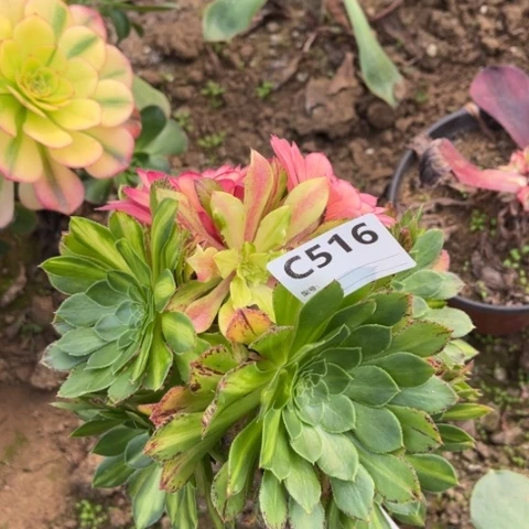 多肉植物嫁接知否