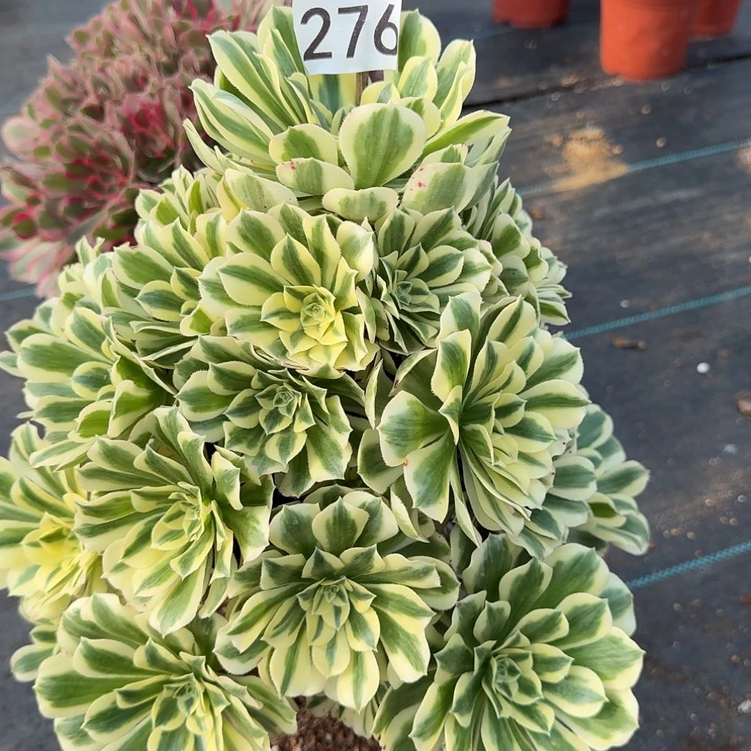 迈巴赫0000000000000276