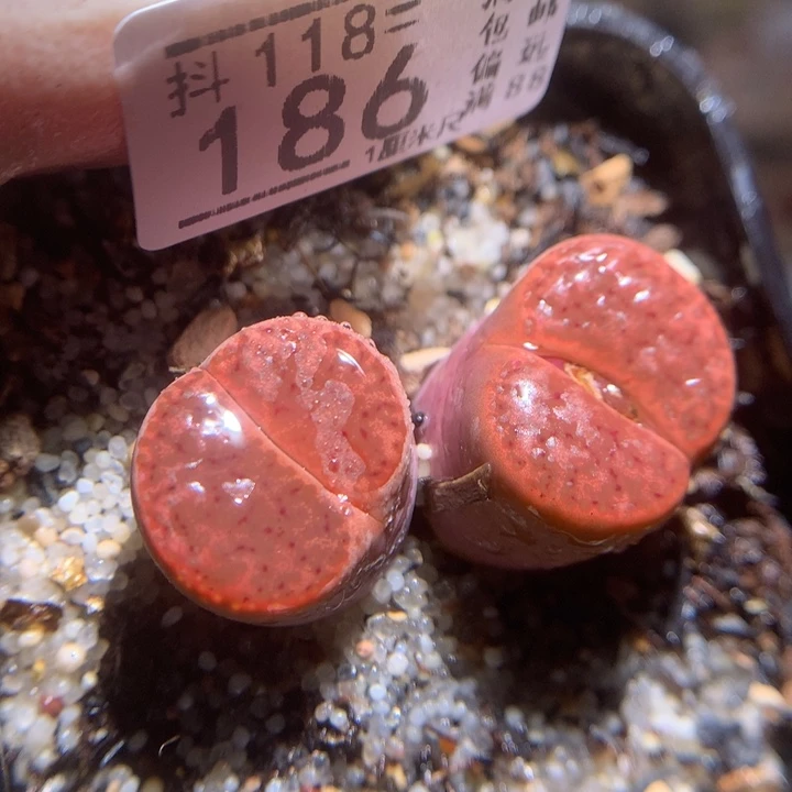 精品生石花118.186