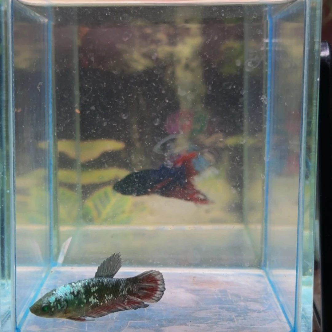 海水鱼你们说油炸下个星期一