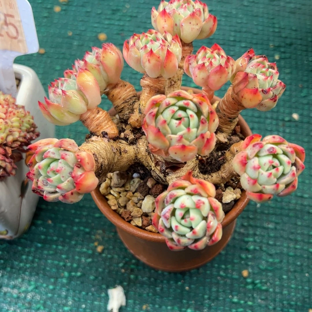 娜娜小勾，，，，，，，，，，，，，，，