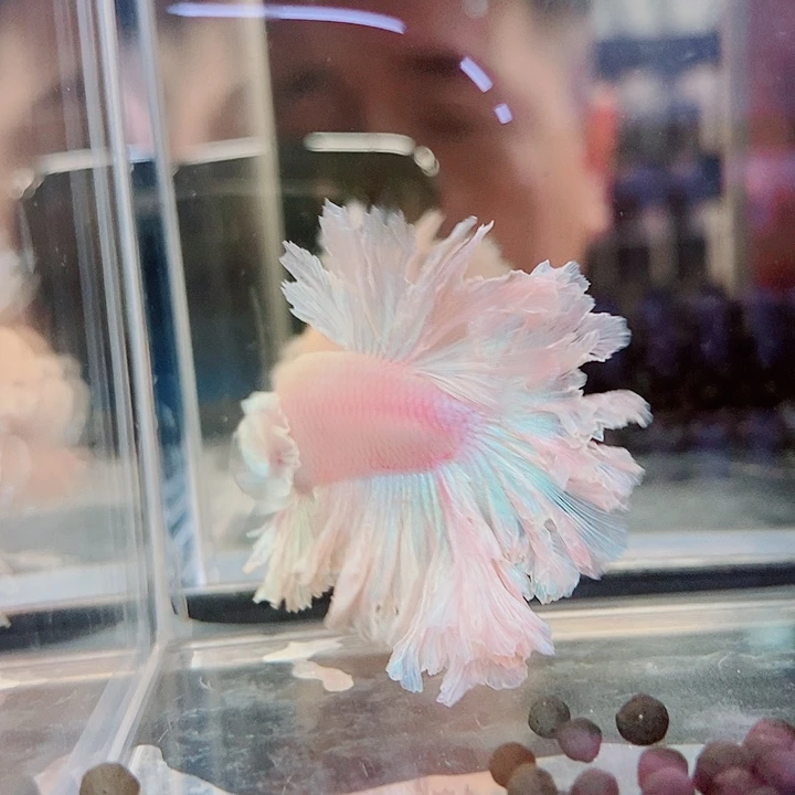 斗鱼黑308号绣球半月