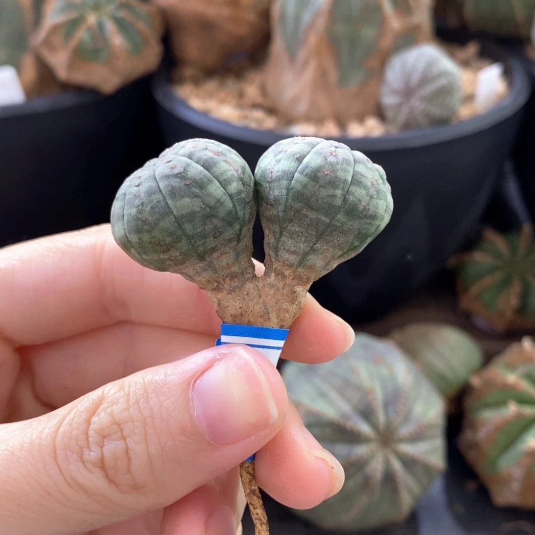 29布纹球精品一物一拍