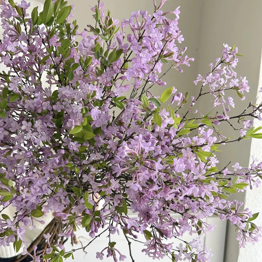【野丁香】紫里透白花色 香气四溢 四季开花勤花盆栽带花苞带花发货