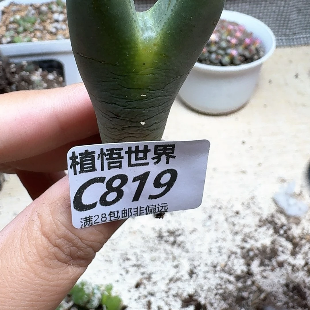 多肉植物的人生fghj