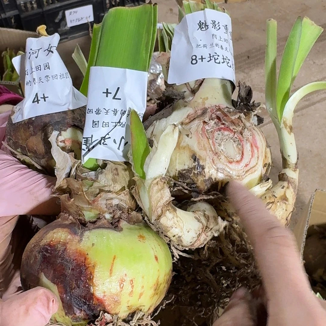 15号盒子朱顶红发发发