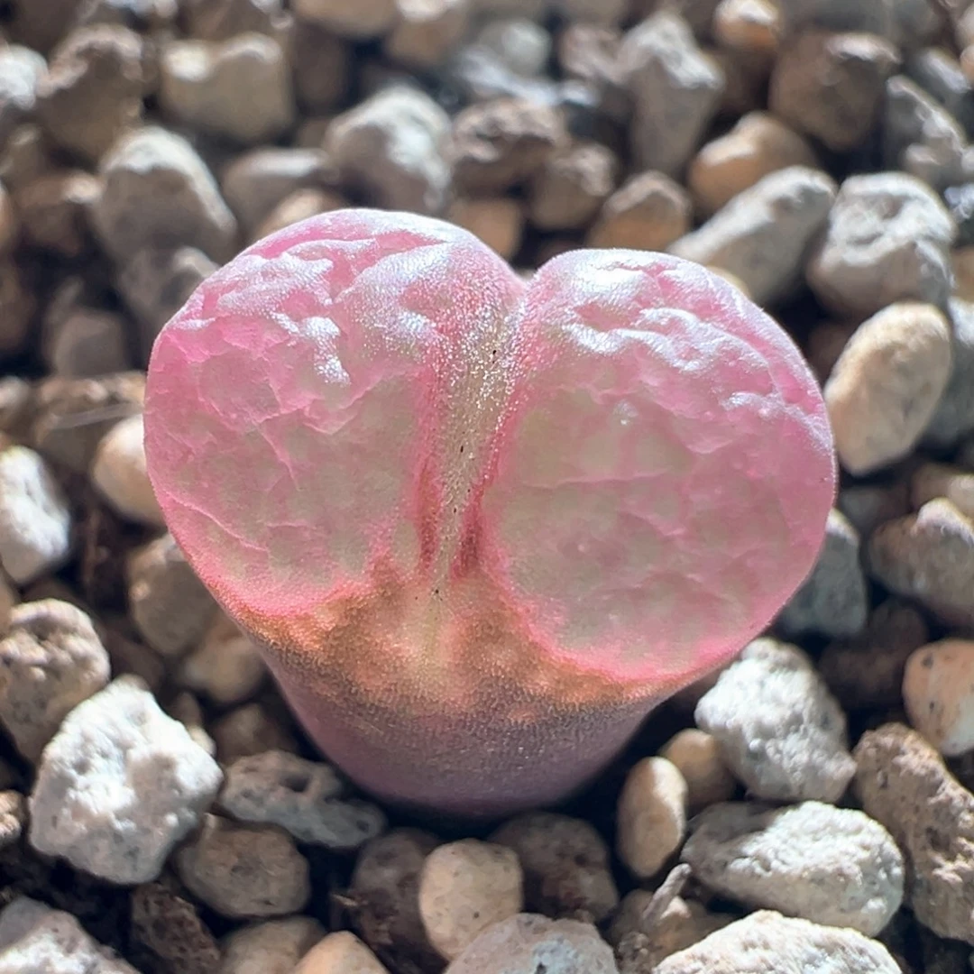 w173。优选2年流量密码。1.1cm 带盆土 拍3发4