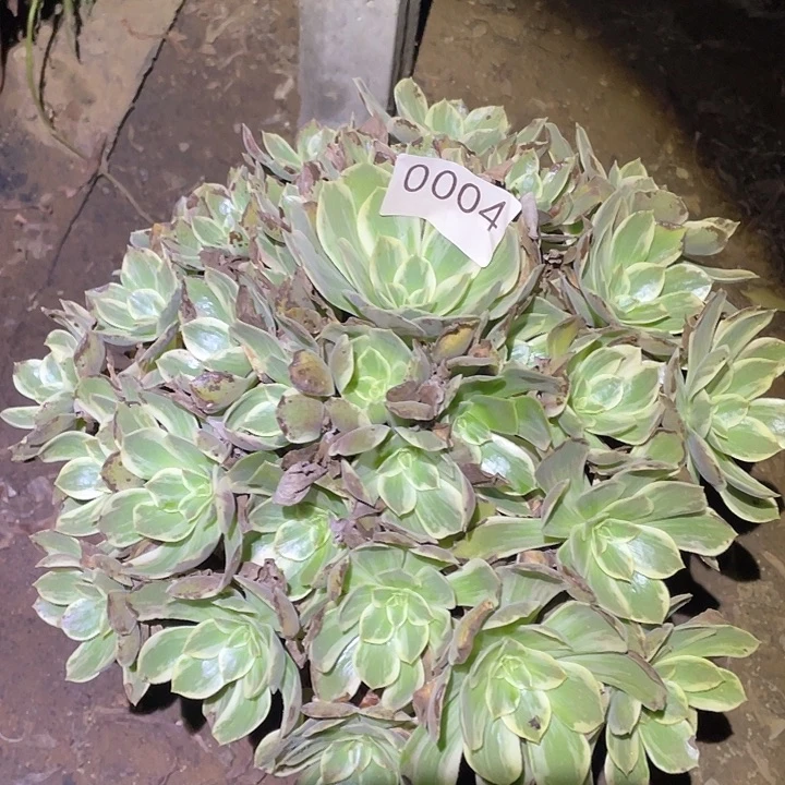 多肉植物法师4浣纱