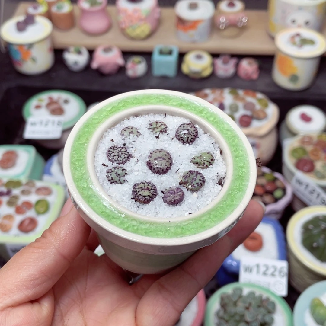 w1233 带盆土发货-零下地区拍保温箱