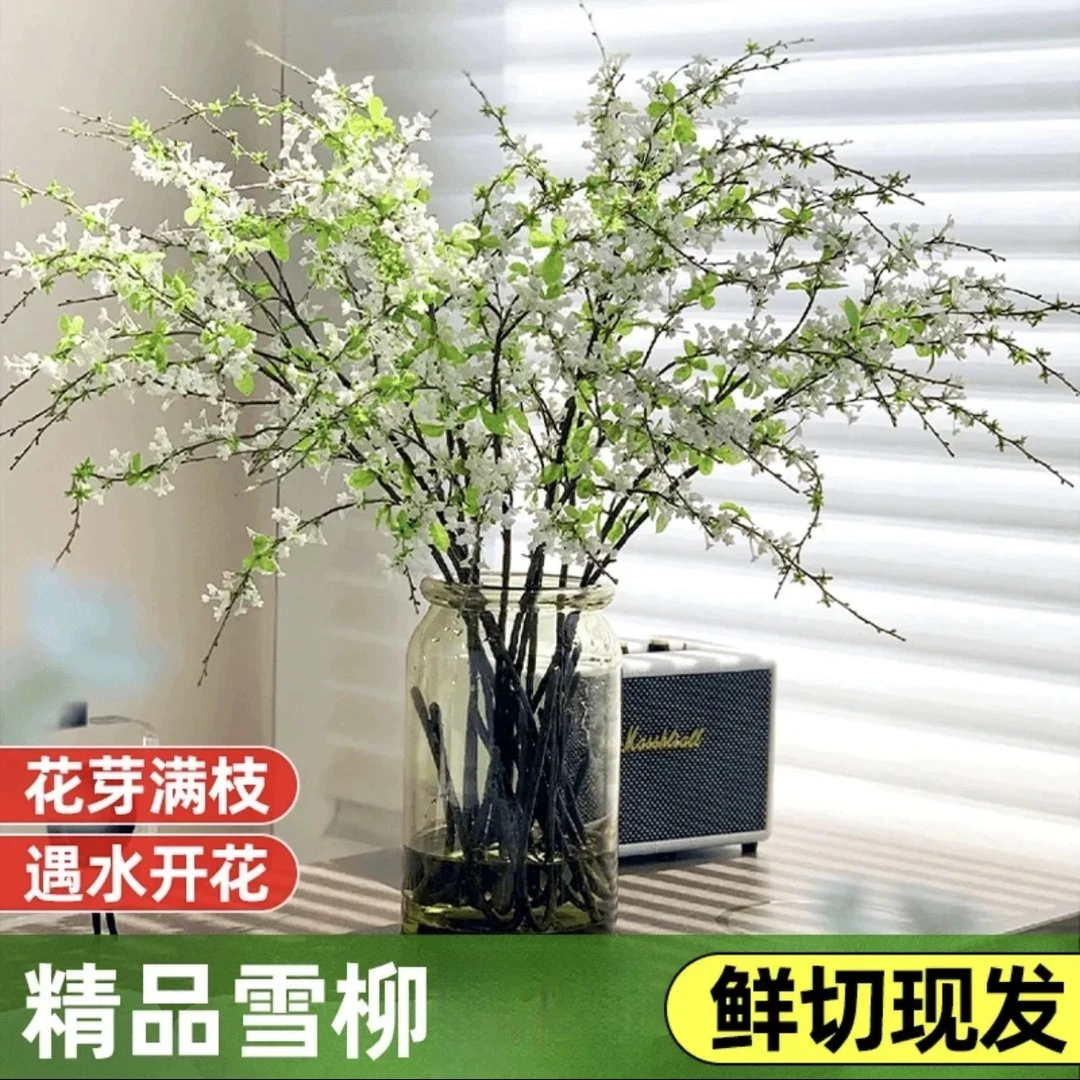雪柳鲜枝水培开花室内植物耐寒干枝雪柳水培植物