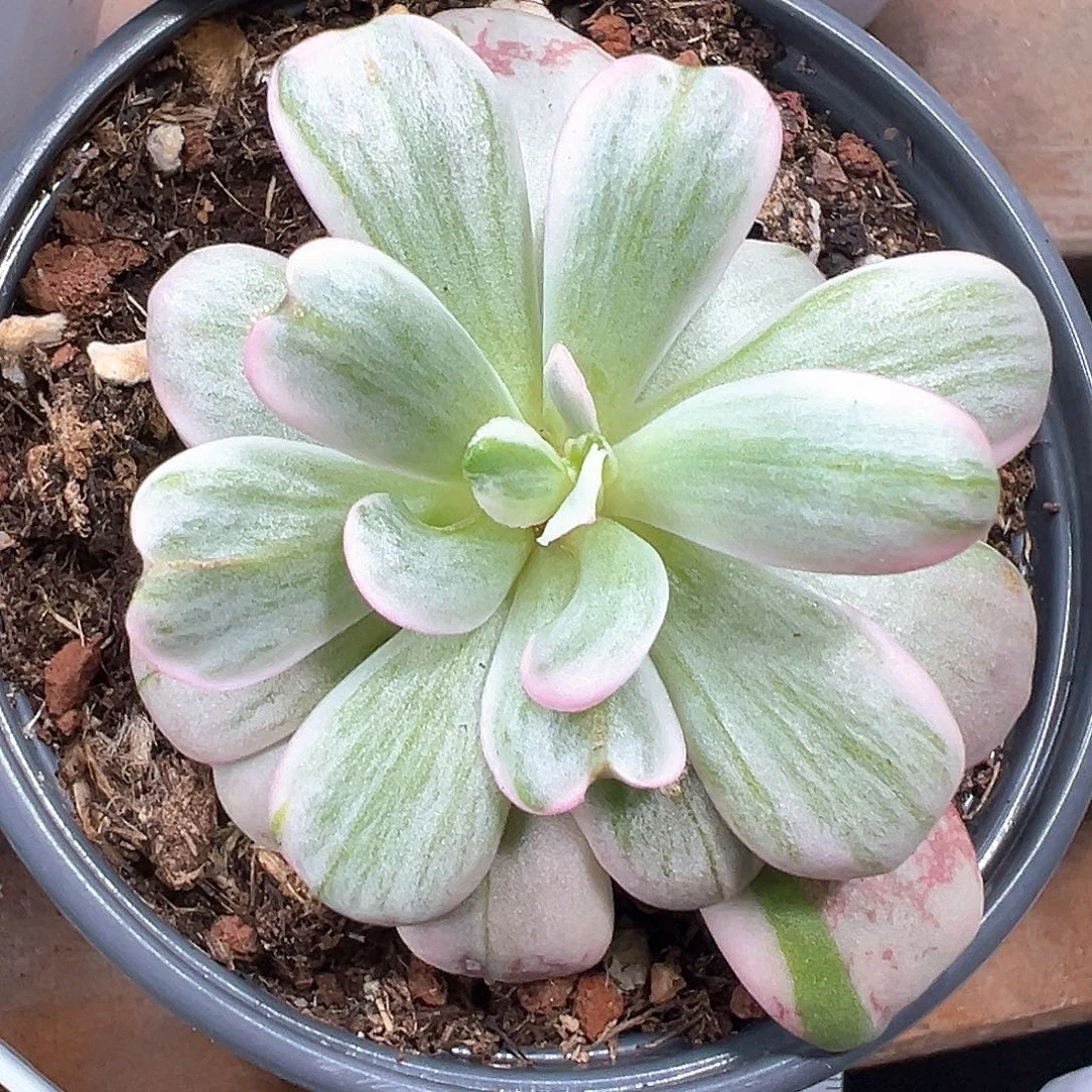 小方花圃一单包邮非偏远
