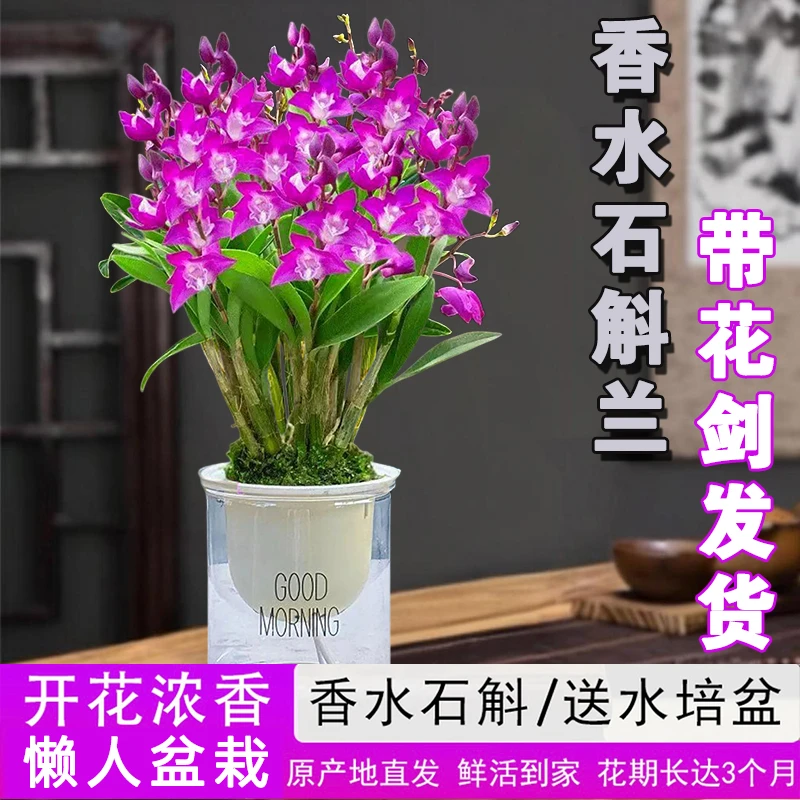 【今日特价 带花剑花苞 七彩香水石斛兰】水培浓香室内绿植花卉盆栽