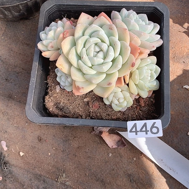 446冰玉 一物一拍多肉