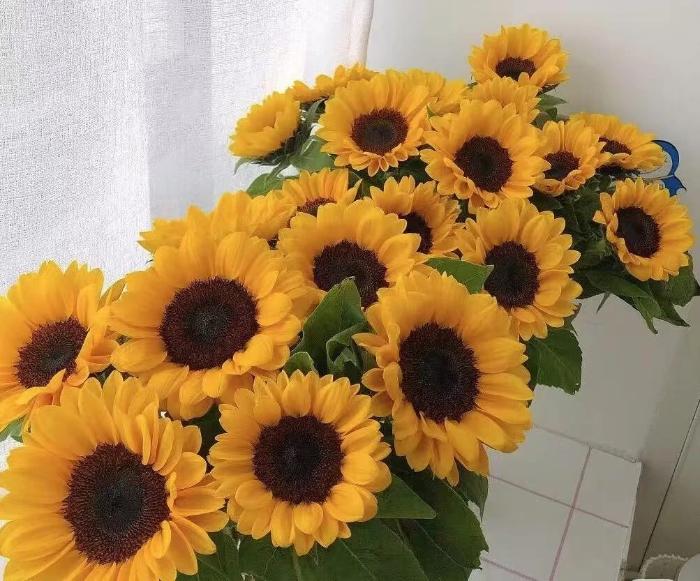 云南鲜花  向日葵  已发货不支持退款 L