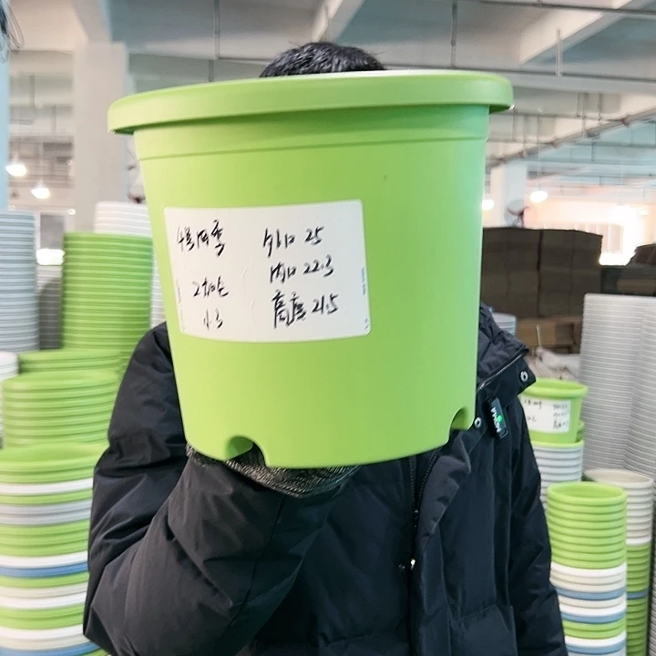 特价4号四季口25高21.5果绿无托5只