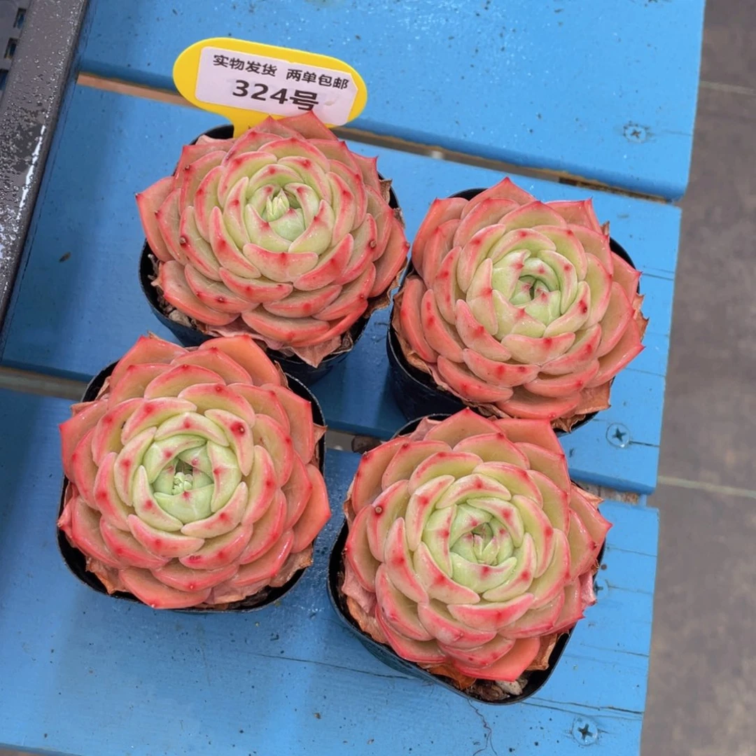 324号 郁金香大单头一个