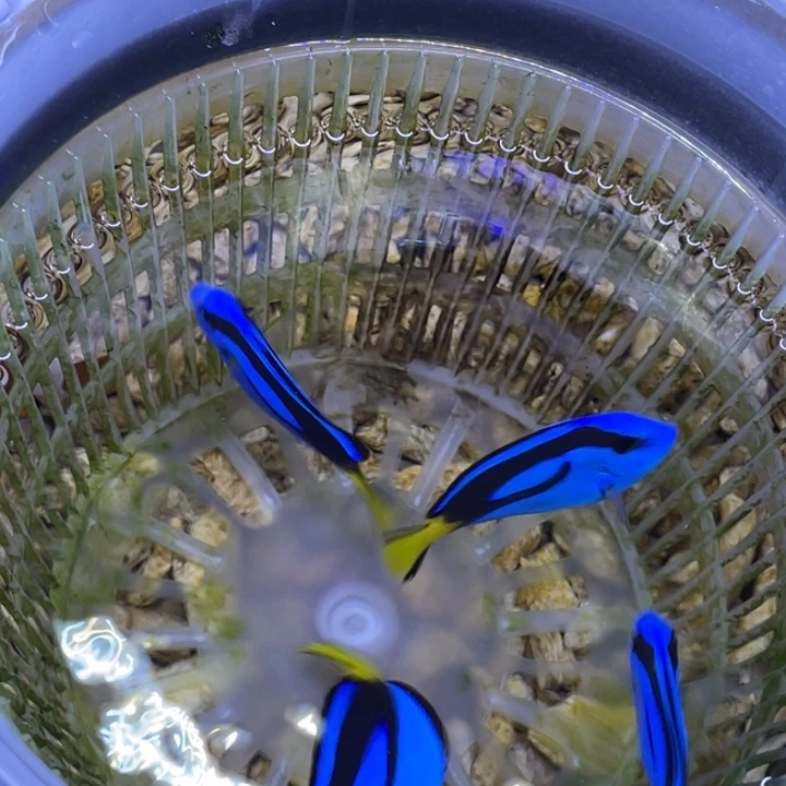 海水鱼蓝调两条顺丰包邮