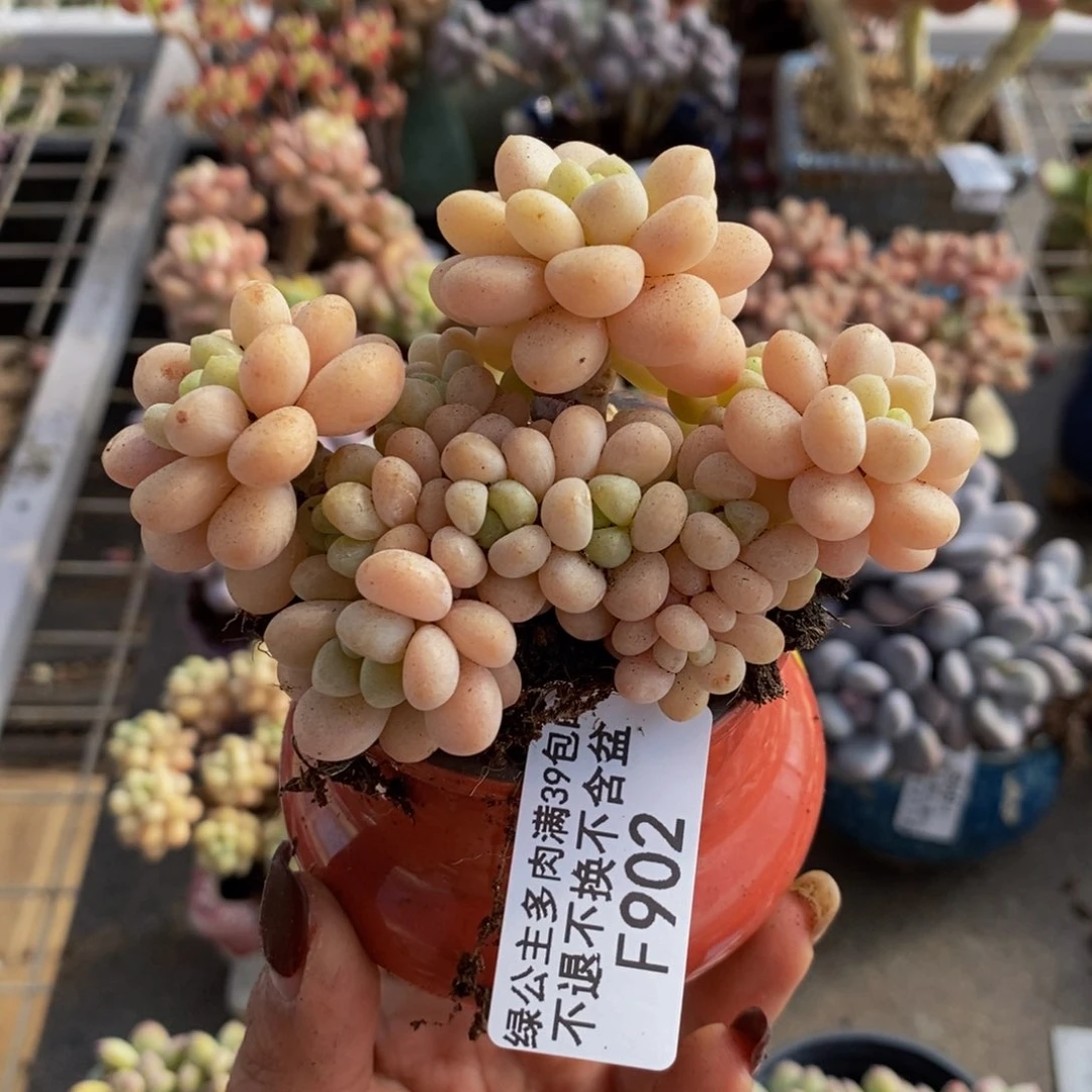 洛可可902/7cm多肉