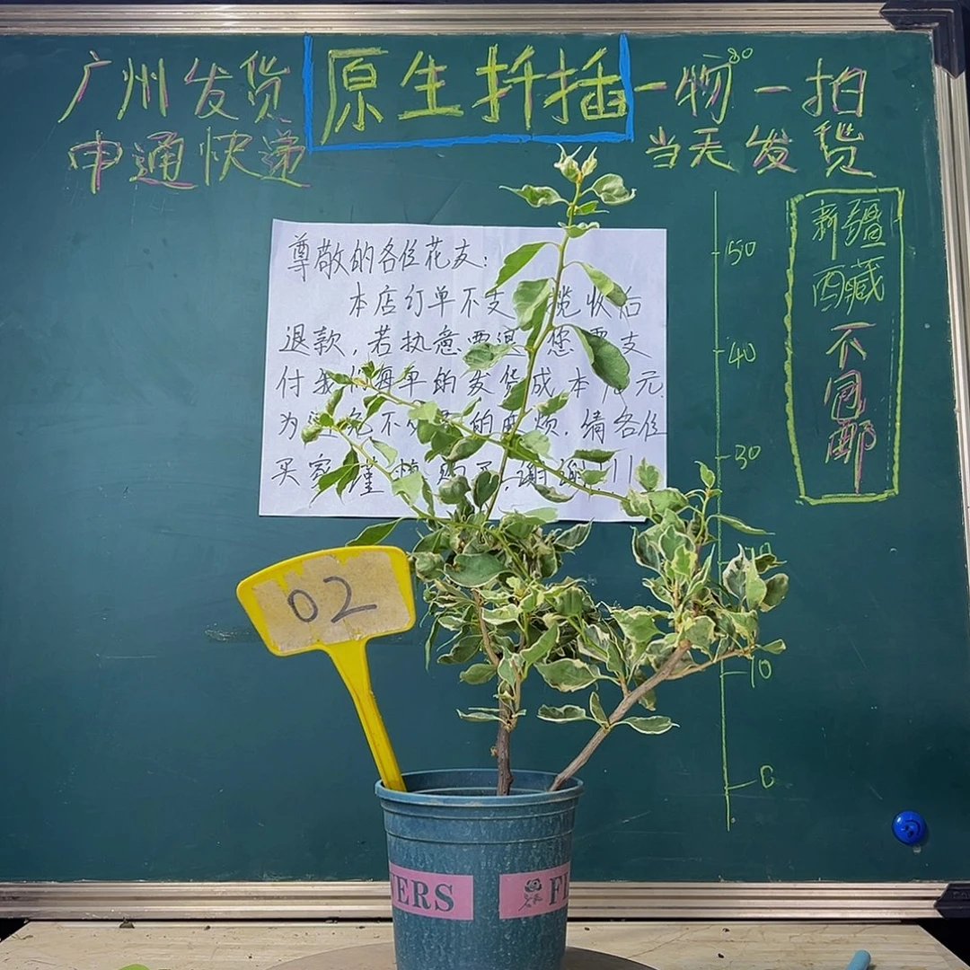 当前无花栽培后可以开花 福利 射线鱼/魔鬼鱼 02