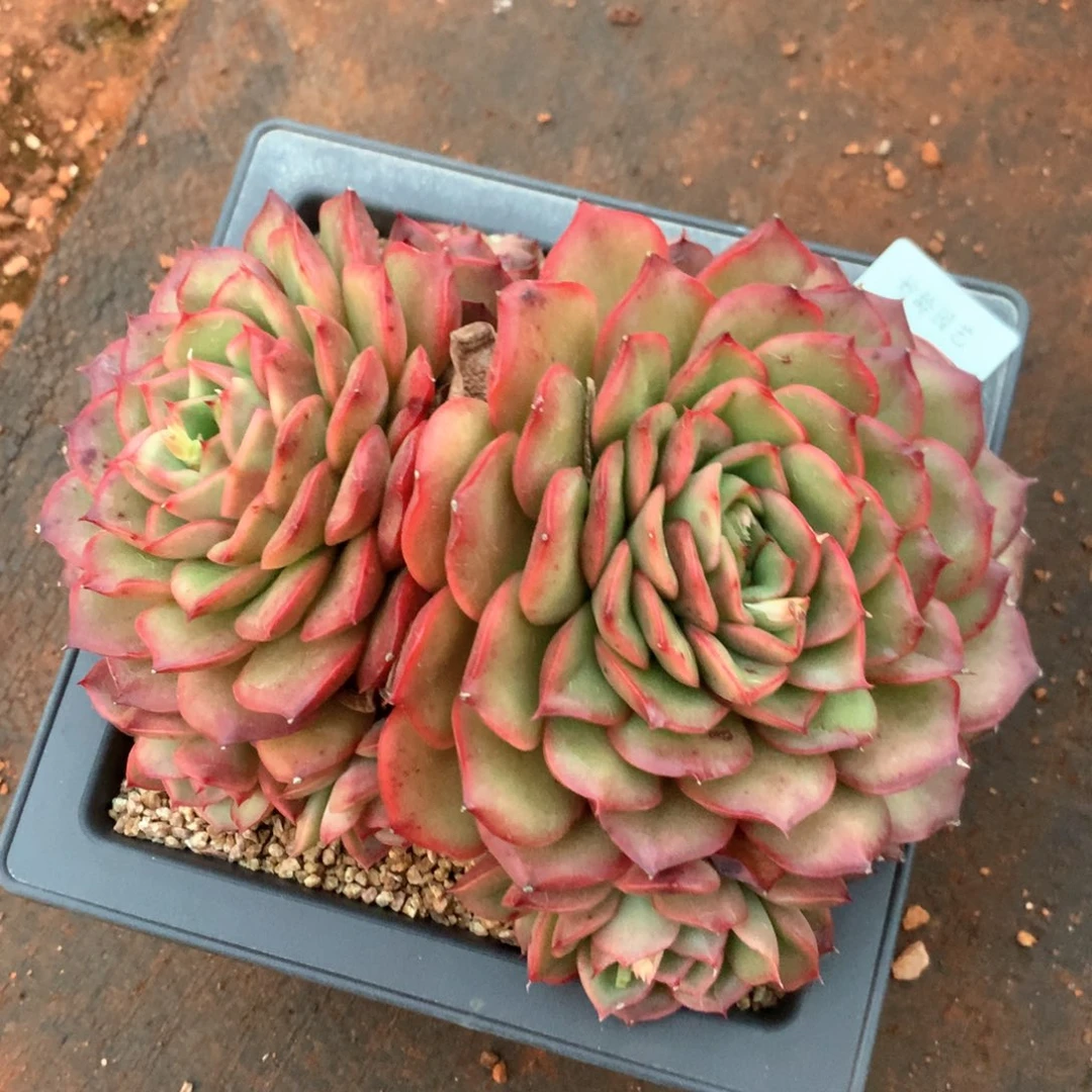 5829杂交多肉植物基地