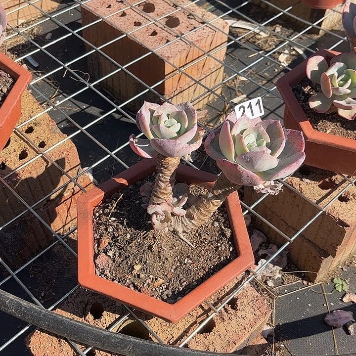 是***希211血凤白凤脱土发货不退不换