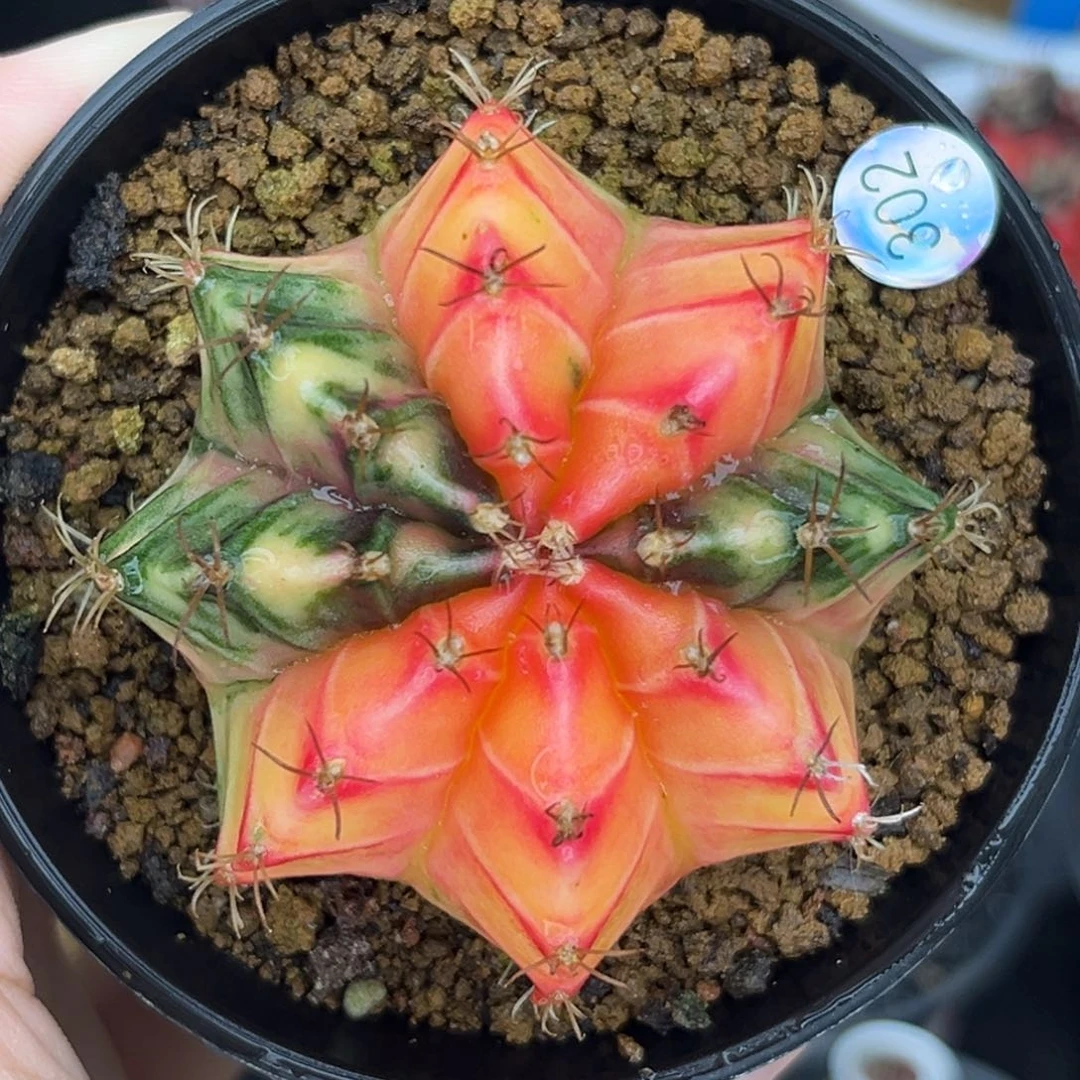 302   带盆土发货