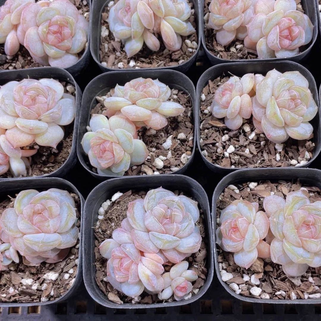 量拍65号 糖心白兰地双头一个