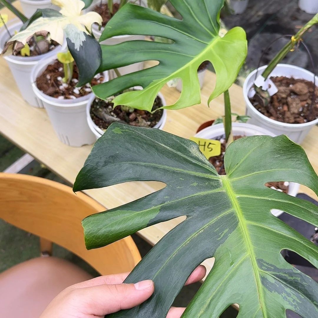 温***女不开花植物荧光绿锦H5
