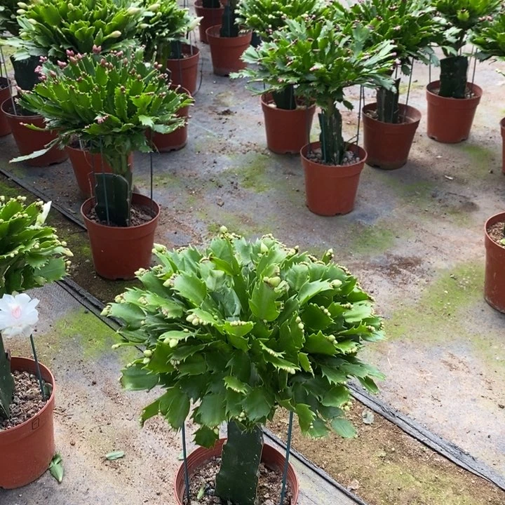 当前无花栽培后可以开花387嫁接白玛丽