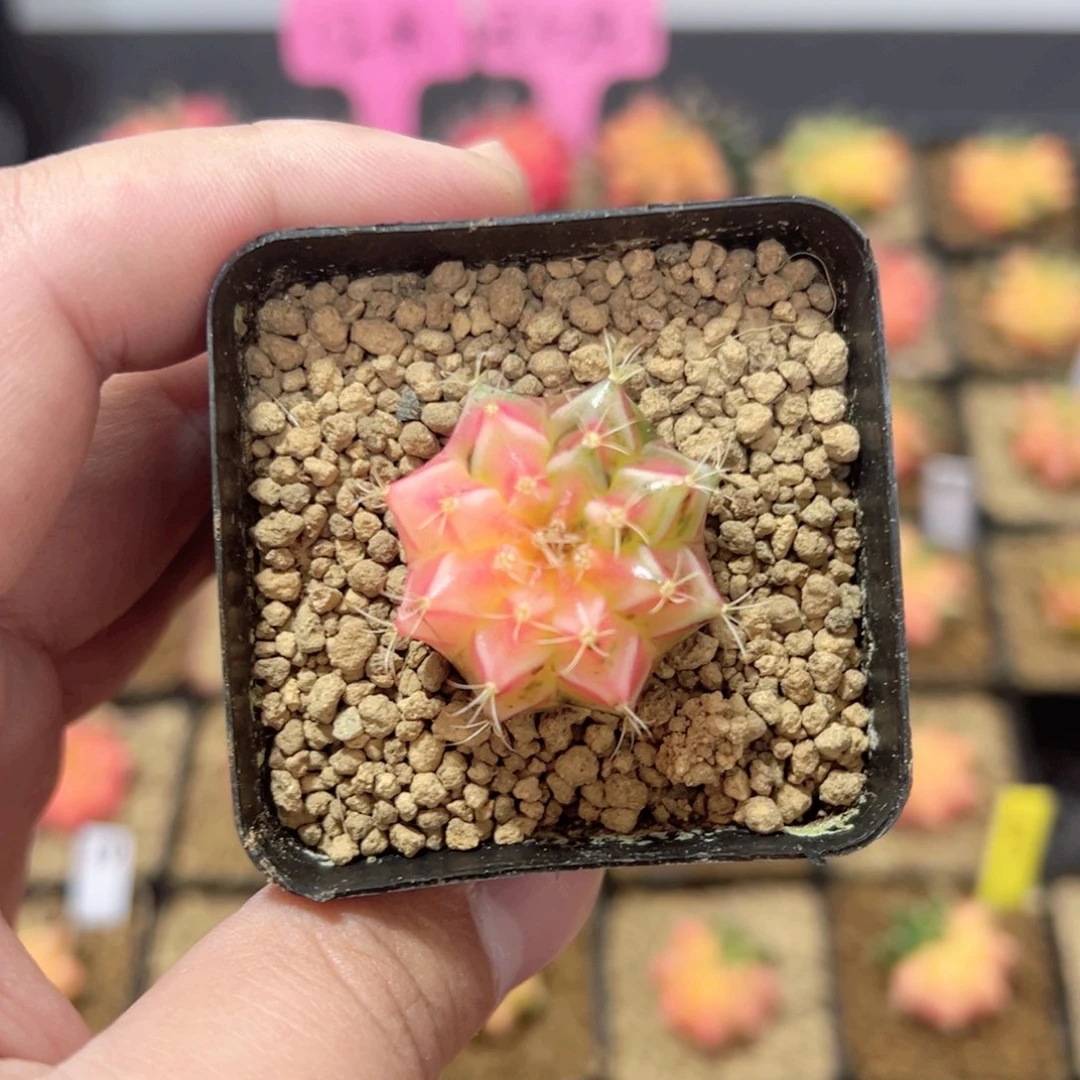 小米哈——（默认脱土发货）