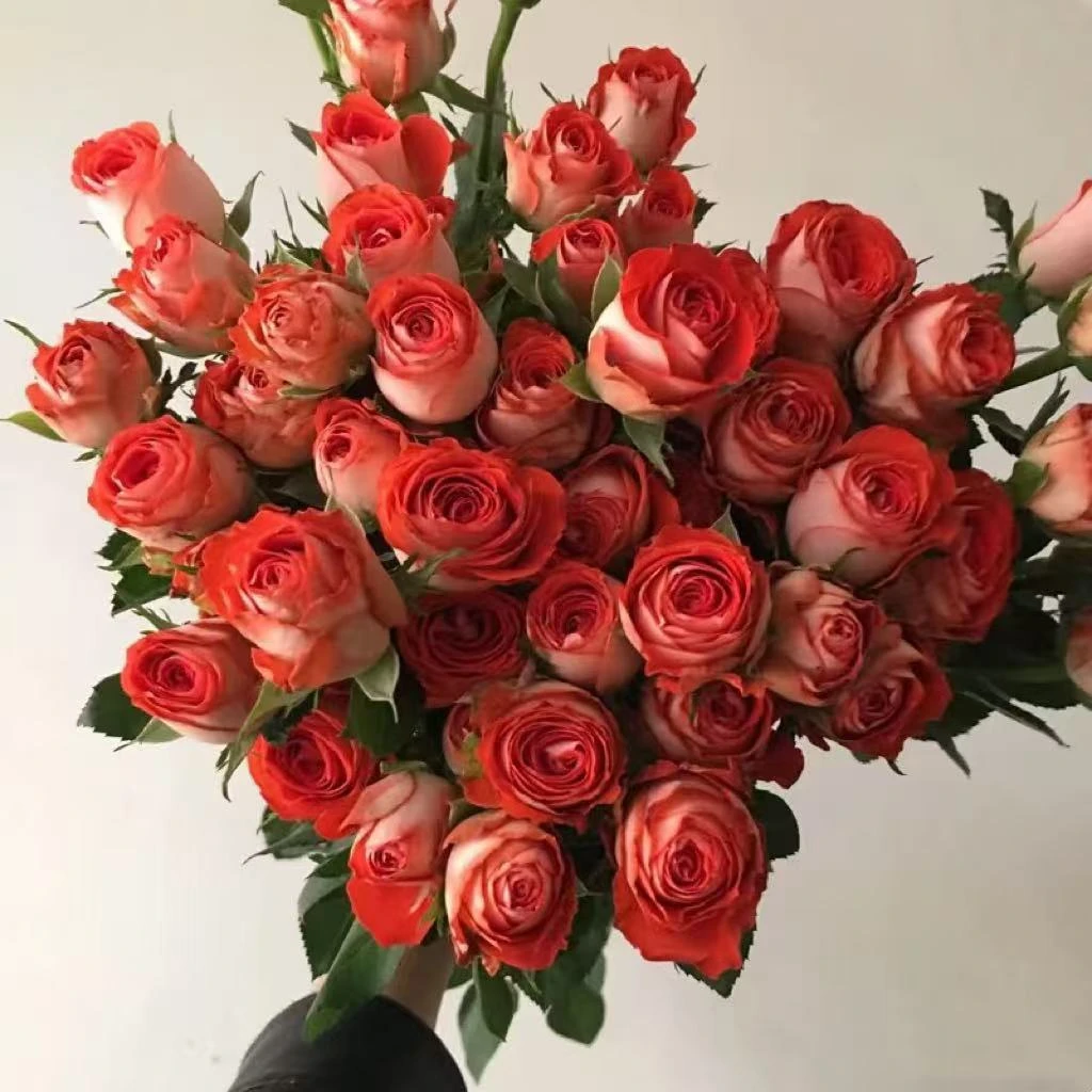 次日达【惊艳泡泡多头玫瑰10枝/束】家居插花/花束