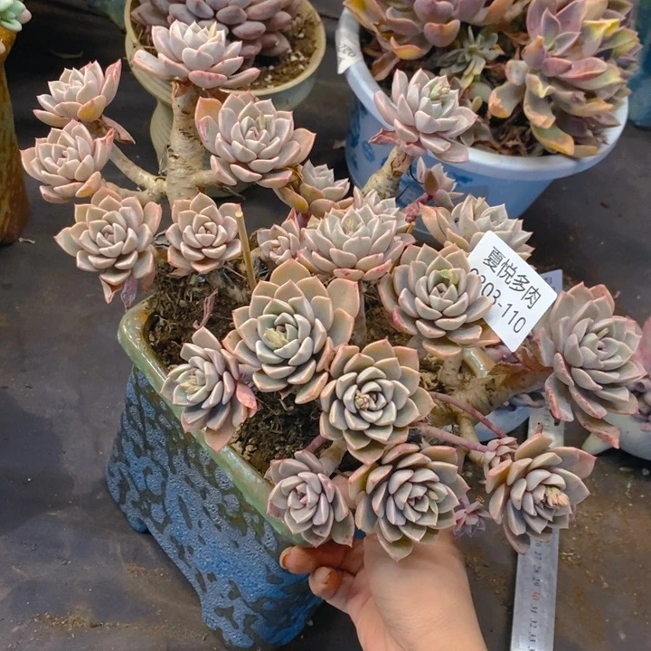 夏悦多肉 0303-110红粉佳人