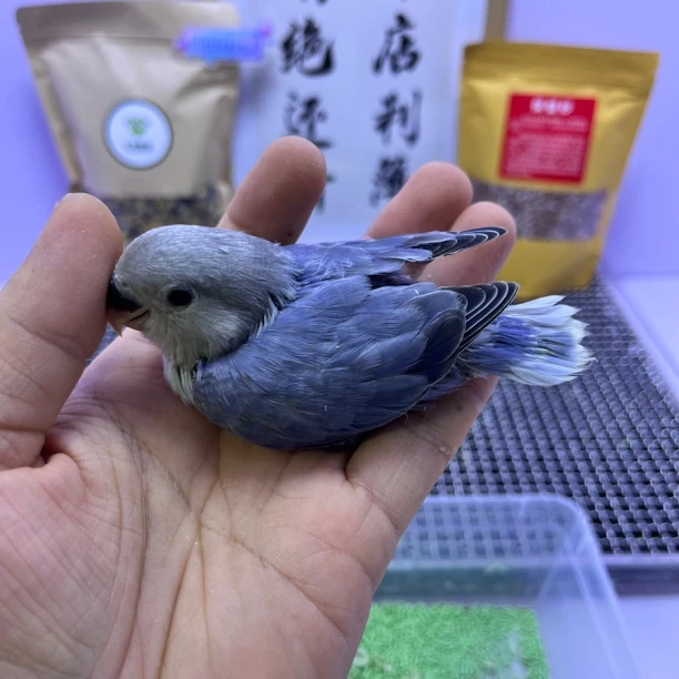 特价微咬毛高纯紫闪公H83584-牡丹鹦鹉