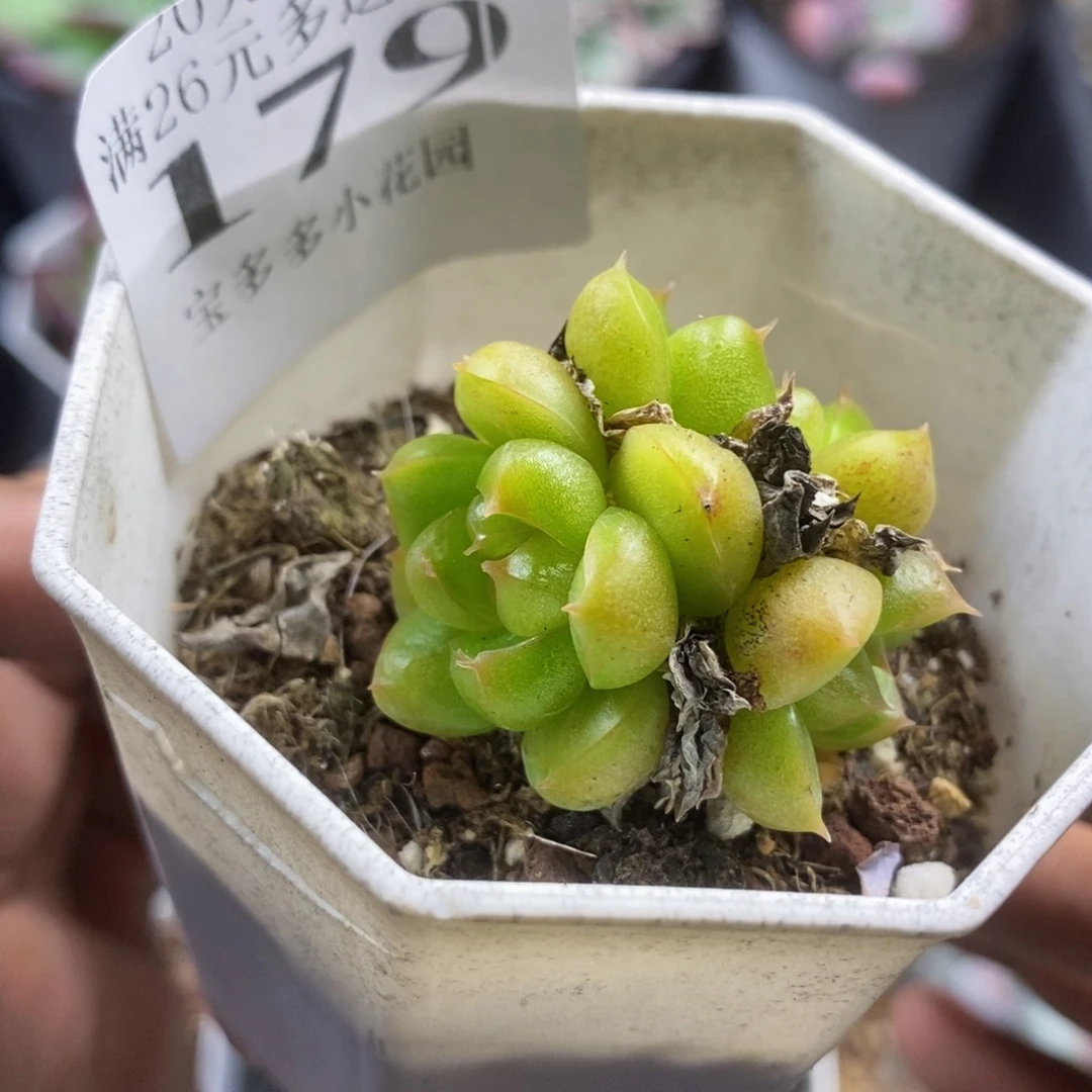 白玫瑰三头群一物一拍满20包邮满26送一颗多肉