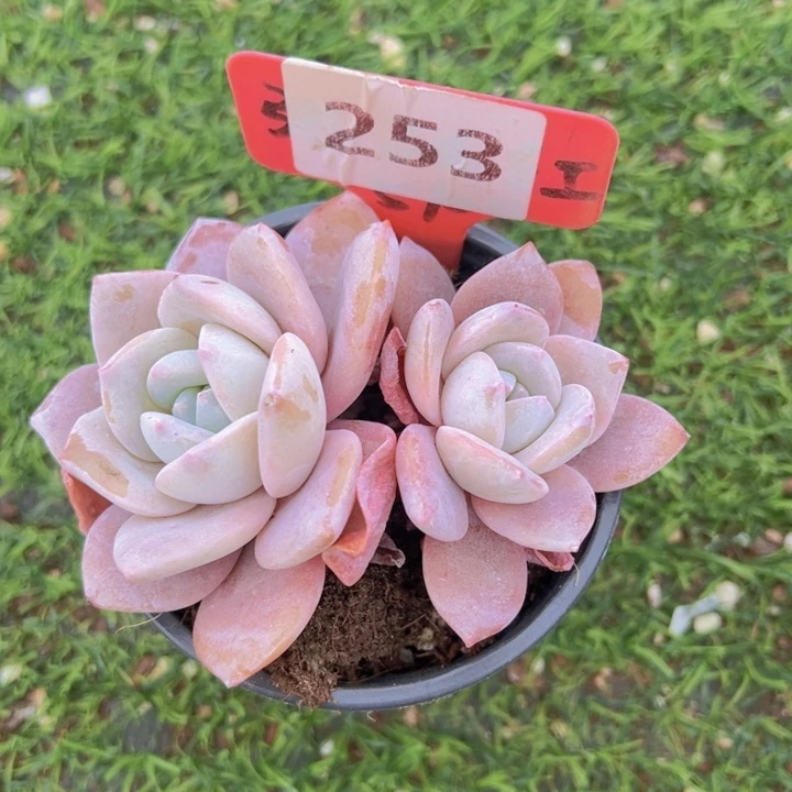 健健康康平平安安