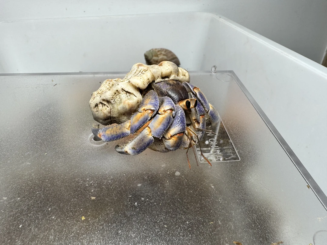 奔奔精选陆生寄居蟹