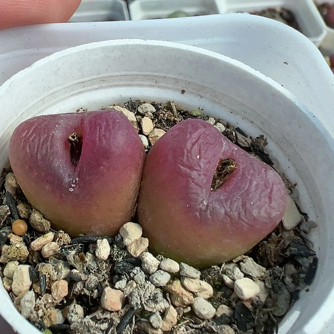 025毛汉尼双头带盆土发货