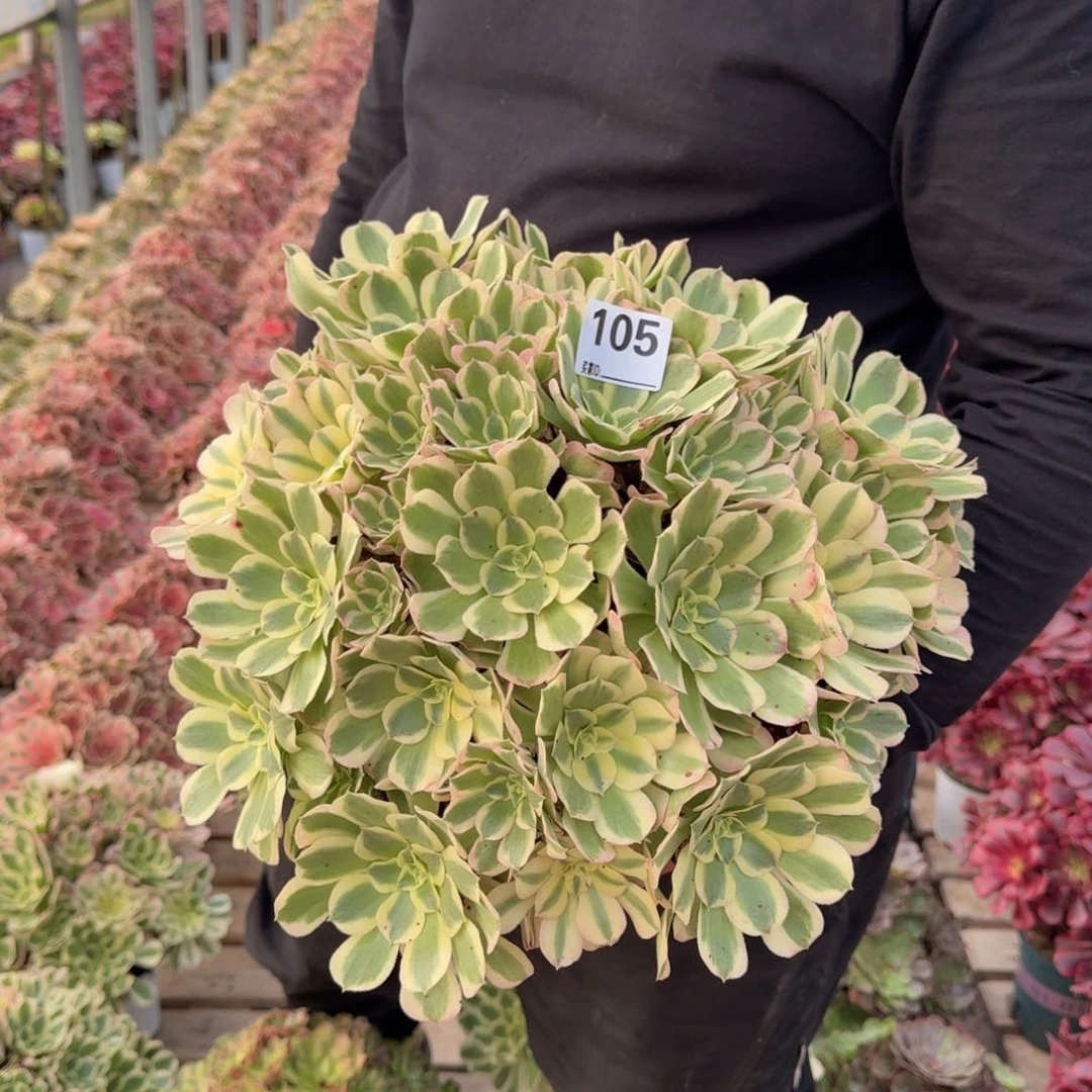 105白凤多肉植物