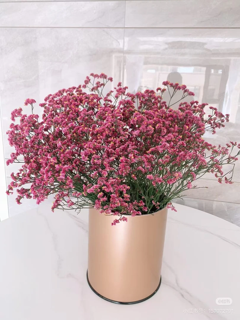 【巧妈妈专属】水晶草（彩星）