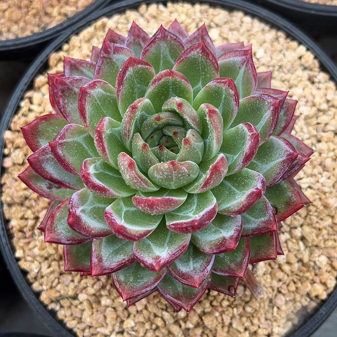 8-21-22紫罗兰女王