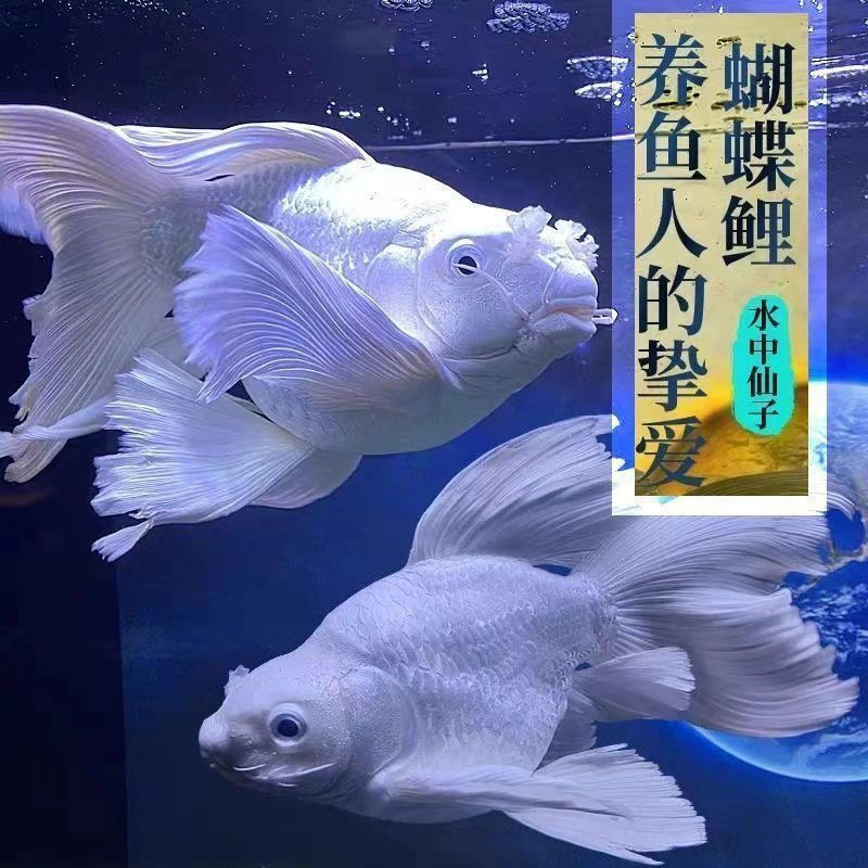 蝴蝶鲤鱼纯种石膏白赛级短球体观赏鱼淡水精品活体养殖繁殖发货