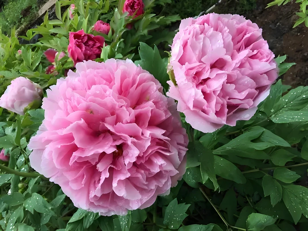 【彩绘】洛阳精品观赏牡丹基地直发