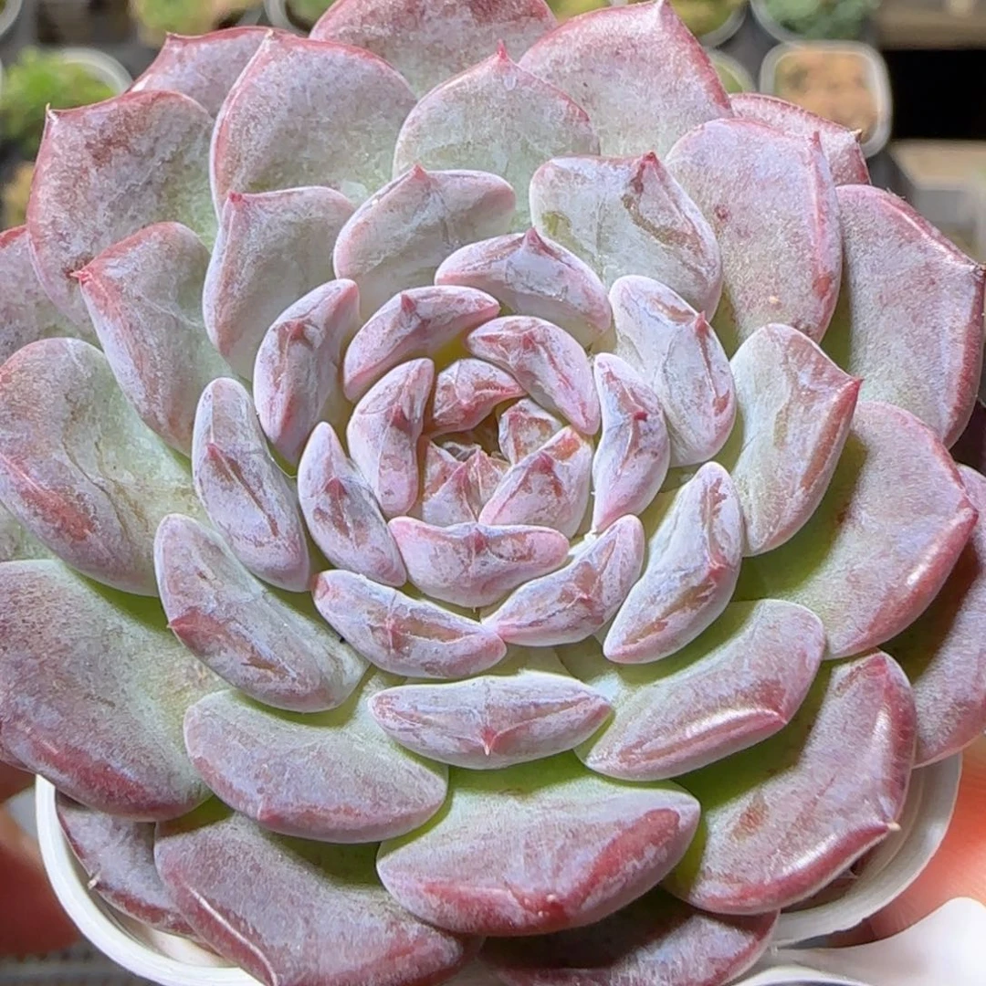 花语逸镜1025-96溏心