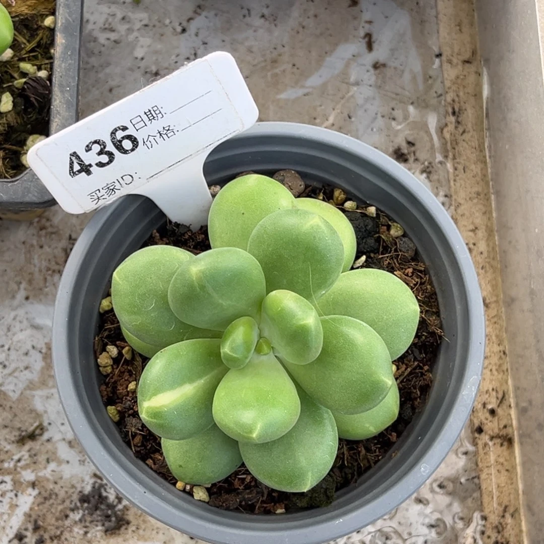 浮***生刚果金多肉植物436