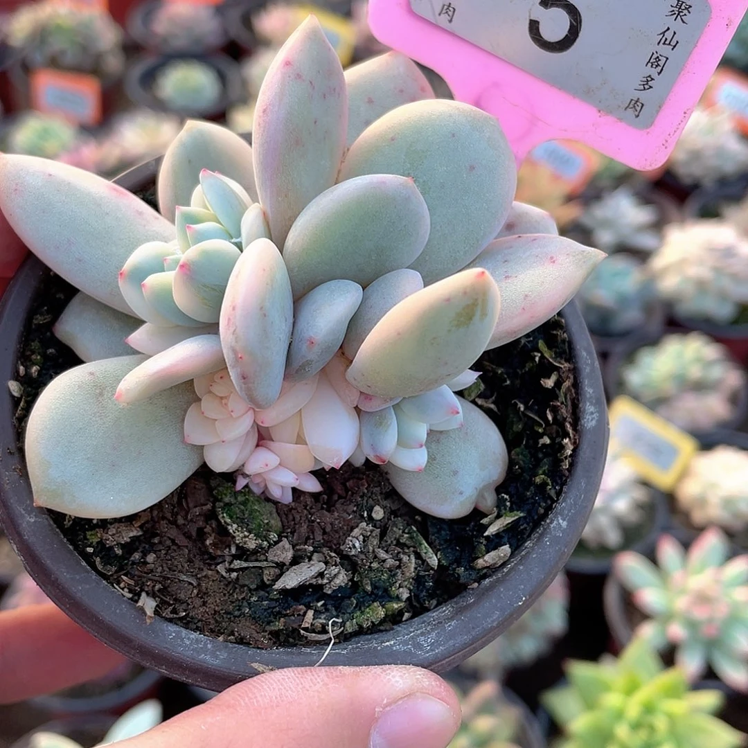 5号多肉植物盆栽植物