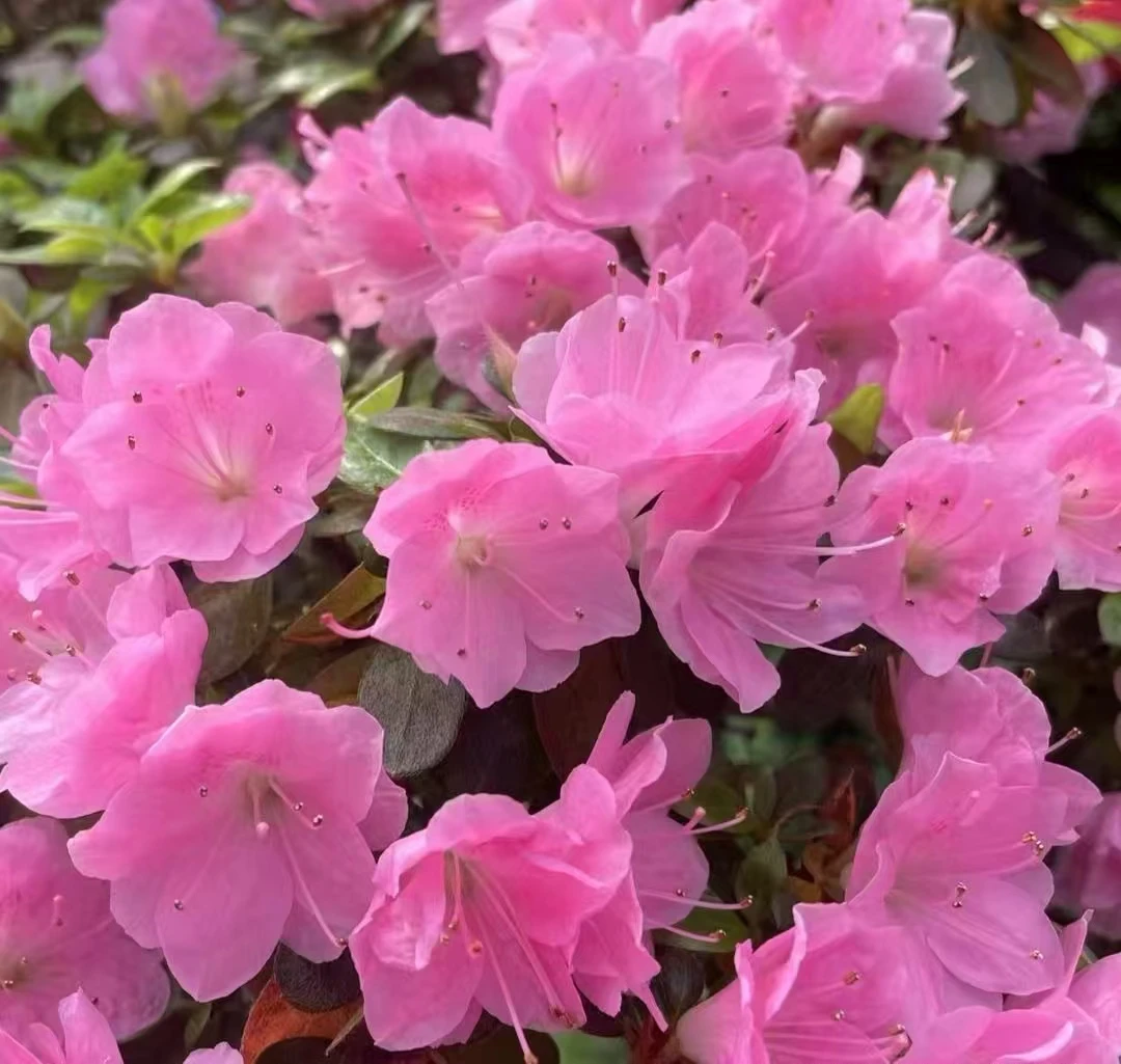 蜡皮杜鹃粉红色花