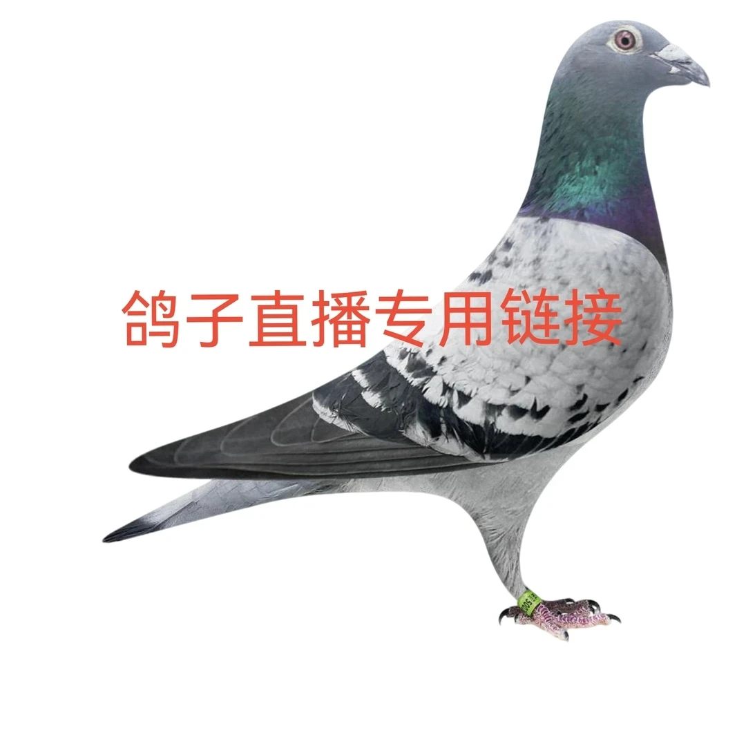 最远可飞3000公里大鼻子信鸽长距离山区血统鸽