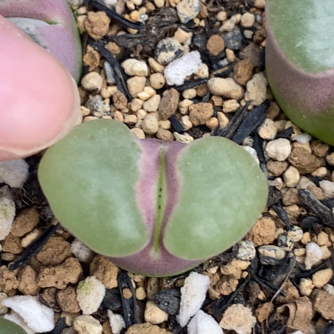 薇***琳205号一颗好看的磁铁